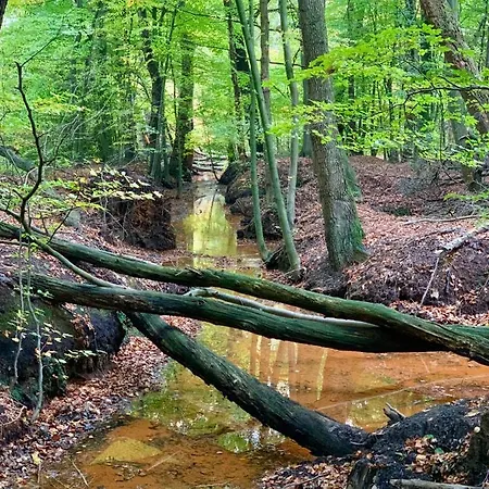 Vossenberg - Op De Veluwe!